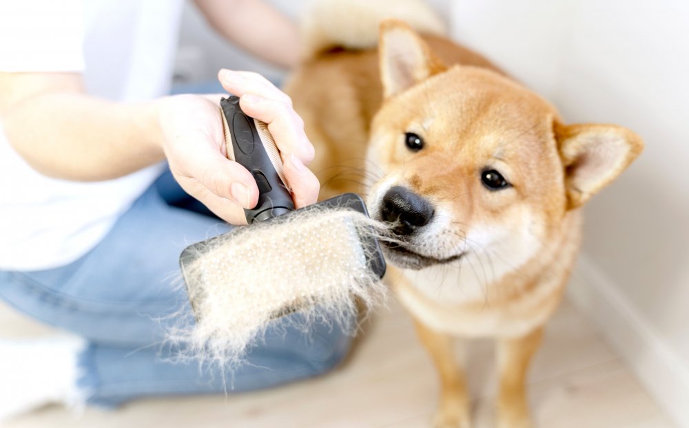 Como tirar pelo do cachorro da roupa?